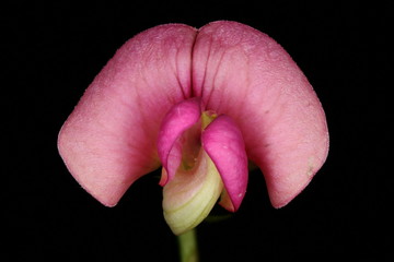 Narrow-Leaved Everlasting Pea (Lathyrus sylvestris). Flower Closeup