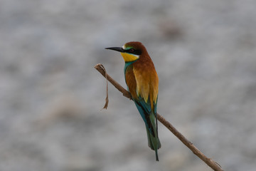 Ritratto di gruccione in natura