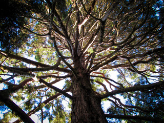 Peaceful scenery of a tree. Suitable to illustrate an article about dream interpretation or psychology. A tree represents life, growth, connection to one's family and self-development experiences