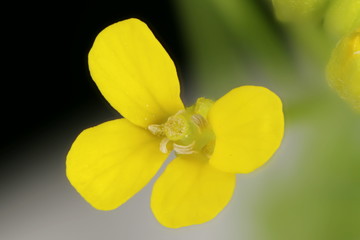 Treacle-Mustard (Erysimum cheiranthoides). Flower Closeup