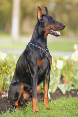 Shiny black and tan Doberman dog with cropped ears and a docked tail wearing a chain collar posing outdoors sitting on a green grass near yellow tulip flowers in spring