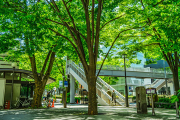 東京 青山 表参道 ~ Omotesando, the most fashionable street in Tokyo, Japan ~