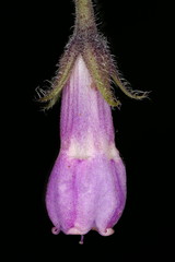 Common Comfrey (Symphytum officinale). Flower Closeup