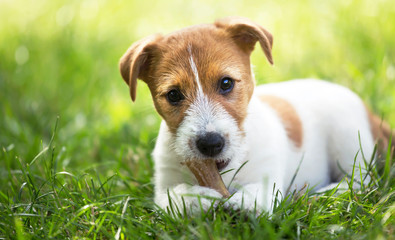 Healthy cute happy pet dog puppy chewing snack bone, cleaning his teeth in the grass, web banner