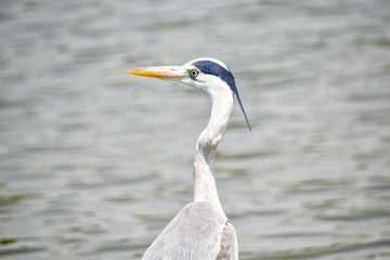 鶴見緑地公園のアオサギと池