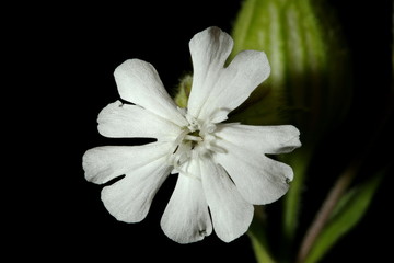 Fototapeta premium White Campion (Silene latifolia). Female Flower Closeup