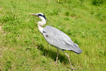鶴見緑地公園のアオサギと池