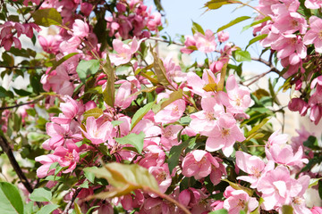 Nature in the spring. Trees in bloom.