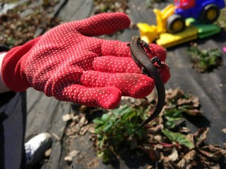 Small brown lizard reptile sitting on a gloved hand
