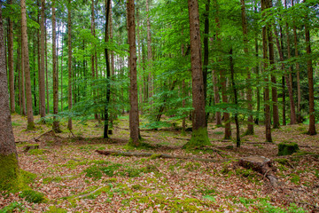 Obraz premium Deutscher Wald, Nationalpark