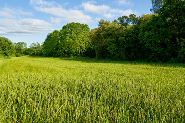 green wheat field and sunny day