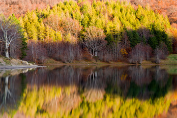 autumn in the forest