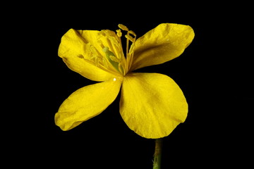 Greater Celandine (Chelidonium majus). Flower Closeup