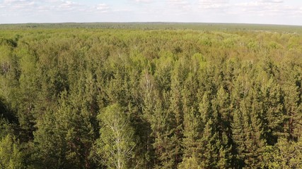 Aerial view of spring green forest early in the morning. Flying over green trees forest at sunrise. Morning sun and fog. Summer forest of mixed trees.