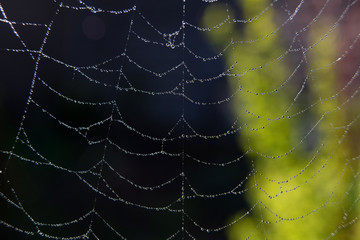 Spider web with dew drops on a dark background. Insect in the wildlife. The spider weaves a round coot. Macro (closeup) photo of an insect