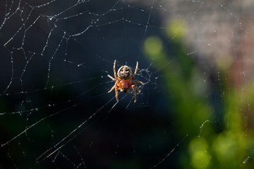 Spider web with dew drops on a dark background. Insect in the wildlife. The spider weaves a round coot. Macro (closeup) photo of an insect