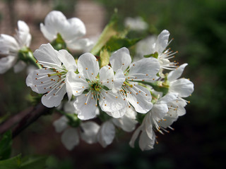 Blooming plum tree closeup. Floristic background. Spring white flowers. Plum-tree branch covered with white flowers and new foliage. Blooming plum.