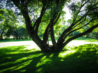 Peaceful scenery of a tree. Suitable to illustrate an article about dream interpretation or psychology. A tree represents life, growth, connection to one's family and self-development experiences
