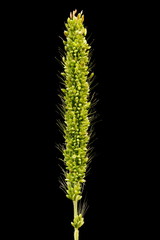 Green Bristle Grass (Setaria viridis). Inflorescence Closeup