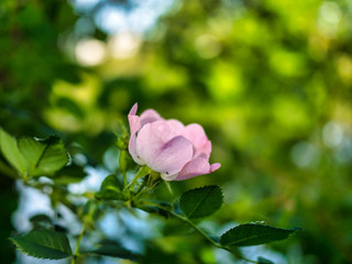 Fleurs
