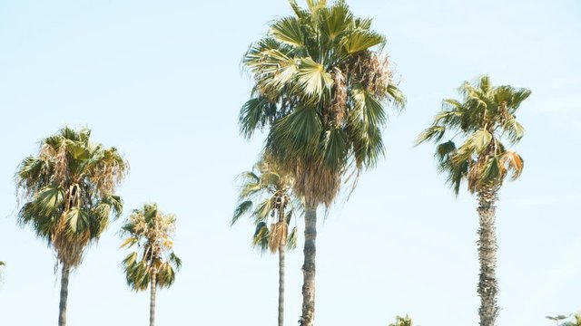 Palm trees in sunny Barcelona. Beautiful nature. Summer