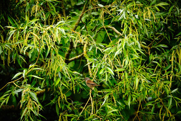 hedge sparrow in the tree