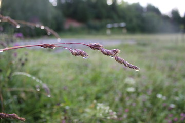 young woman picking flowers