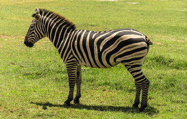 Fototapeta na wymiar A plains zebra or Asia zebra standing on the green grass field, zebra look beautiful 
