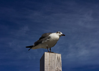 Seagull on a pier. Seagull.