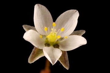 Corn Spurrey (Spergula arvensis). Flower Closeup