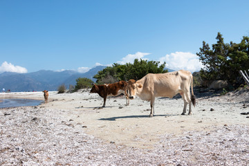 Cows on the beach