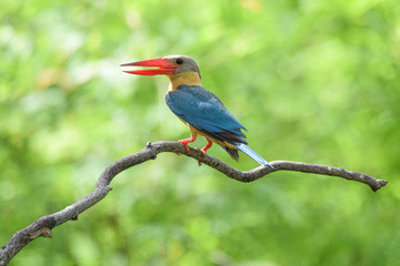 red billed hornbill