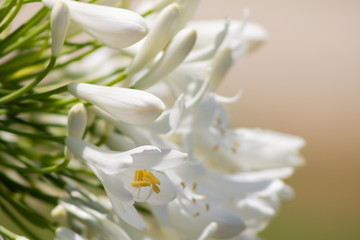 White agapanthus flower in close up with yellow blurred garden background. natural lighting. Hidalgo, México