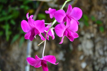 Orchid