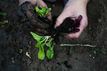 The woman diverges / divides the roots and prepares for planting seedlings of chard. To work in the...
