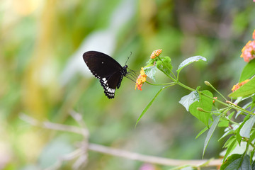 Fototapeta premium Picture of a black butterfly perched on a flower