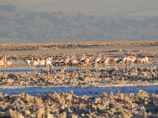 Foto de Flamingos no Deserto do Atacama