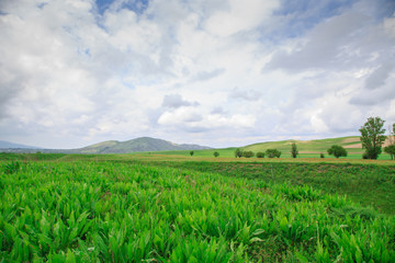 Beautiful spring and summer landscape. Lush green hills, high snowy mountains. Spring blooming herbs. blooming trees.