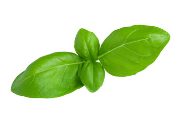 Isolated fresh green basil leaves on white background with clipping path. Healthy food close-up macro shot