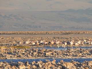 Foto de Flamingos no Deserto do Atacama