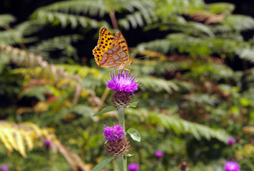 Papillon Petit Nacré 