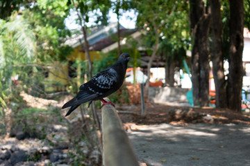 pigeons on the fence in the park