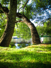 a tree with man-made ladder and swing rope by the Meander River. A dream about trees by the lake means to wake up feeling fresh and peaceful. Suitable to illustrate an article about a dream