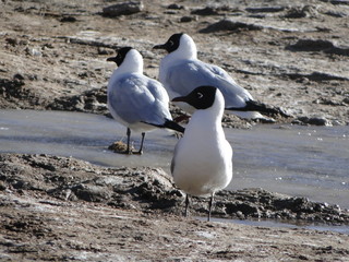 rocha, textura, natureza, muro, montagna, abstracto, braun, modelo, superfície, base, material, velho, céu, áspero, paisagem, pedra, monte, natural, estrutura, close up, rochoso, deserto, atacama, chi