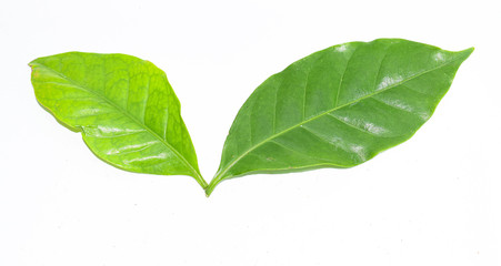 green leaf coffee isolated