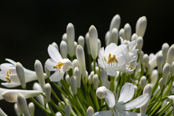 White agapanthus flower in close up with black blurred garden background. natural lighting. Hidalgo, México