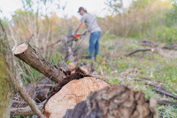 farmer sawing a tree with a chainsaw, selective focus, focus on the foreground, blurry background
