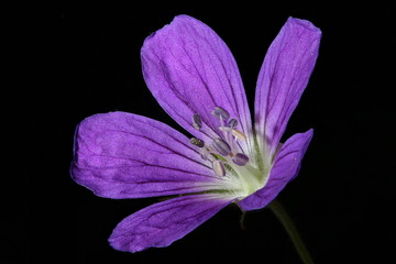 Wood Crane's-Bill (Geranium sylvaticum). Flower Closeup