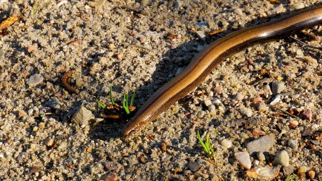 Slow Worm, Anguis Fragilis Crawling On The Ground In The Forest.-close up shot