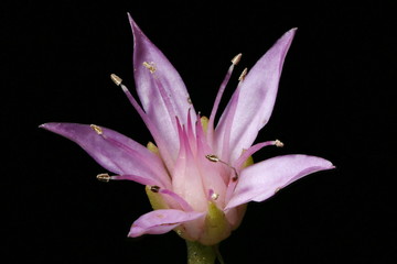 Caucasian Stonecrop (Sedum spurium). Flower Closeup
